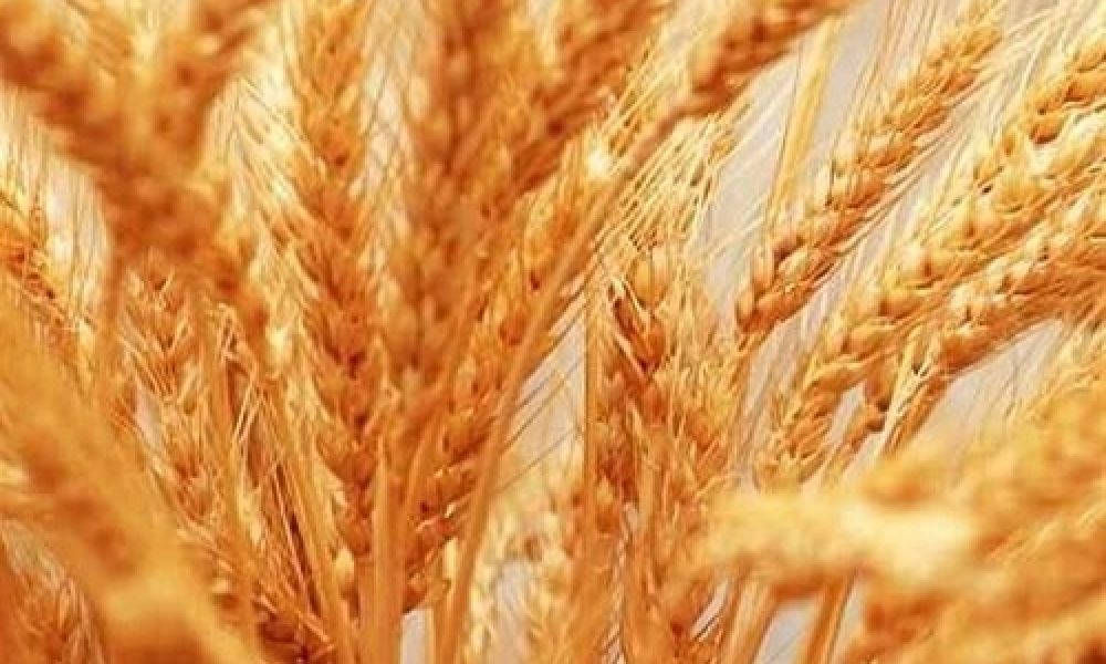 آغاز توزیع بیش از ۴ هزار تن بذر در استان سمنان