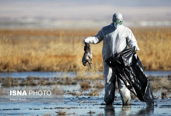شناسایی یک کانون آنفلوانزای فوق حاد پرندگان در استان سمنان