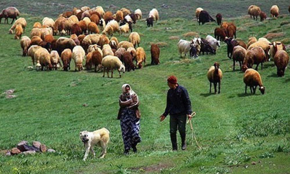 سرانه دام عشایر استان سمنان سه برابر میانگین کشوری است