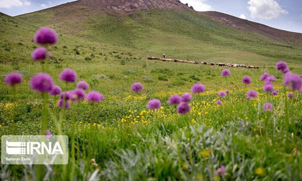 رفع ۵۱ هکتار تداخل اراضی کشاورزی ملی و غیر ملی در استان