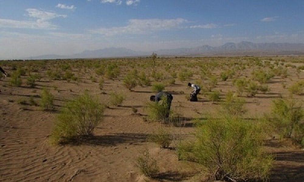 ۲۰۰ هکتار از عرصه‌های بیابانی سمنان درختکاری می‌شود