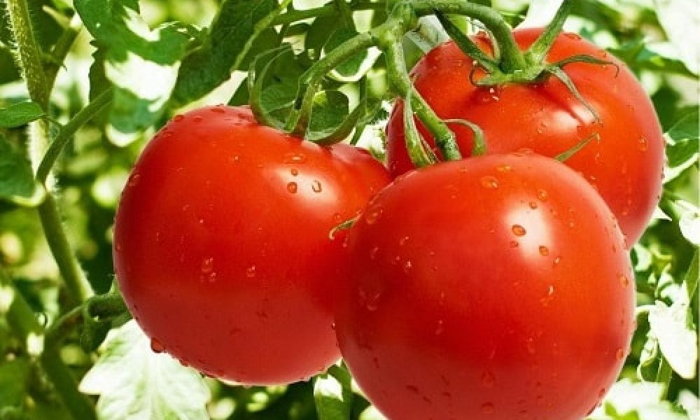تولید گوجه ‌فرنگی برای نخستین بار توسط موسسه کشاورزی و موقوفات سمنان