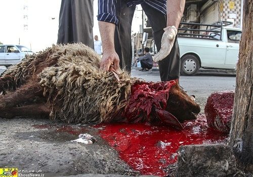 برگزاری مراسم قربانی ۲۰۰ رأس دام در مصلای سمنان