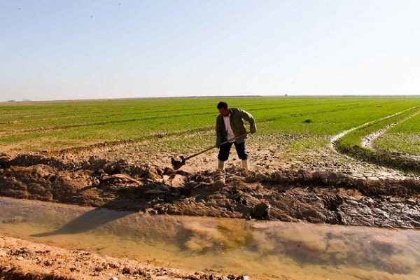 اجرای طرح الگوی کشت در جنوب سمنان