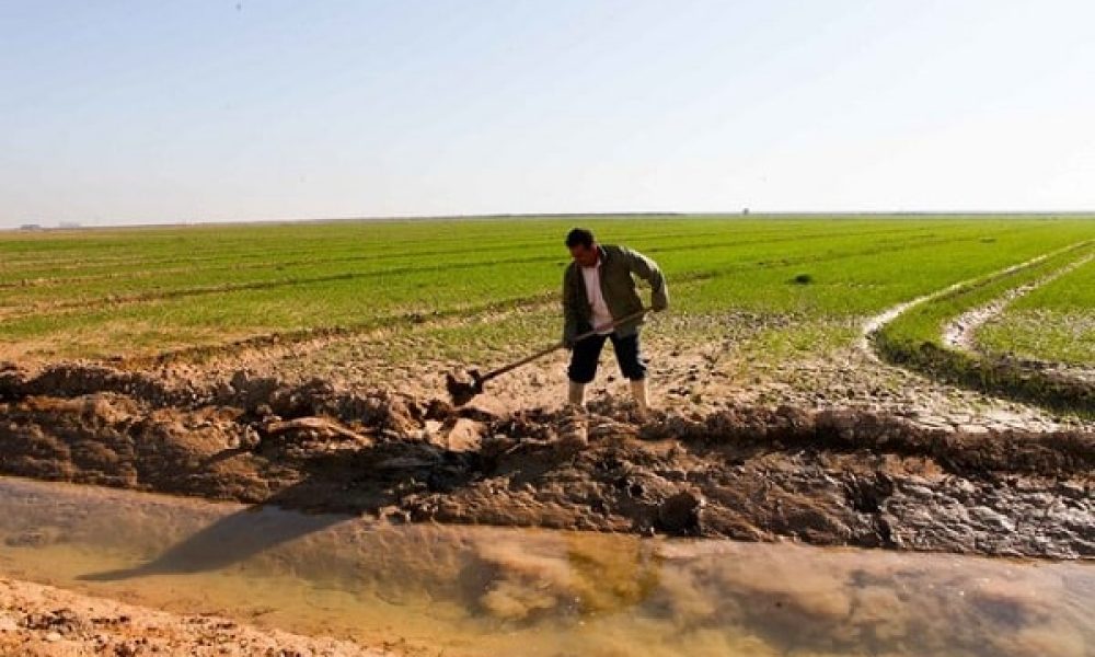 اجرای طرح الگوی کشت در جنوب سمنان