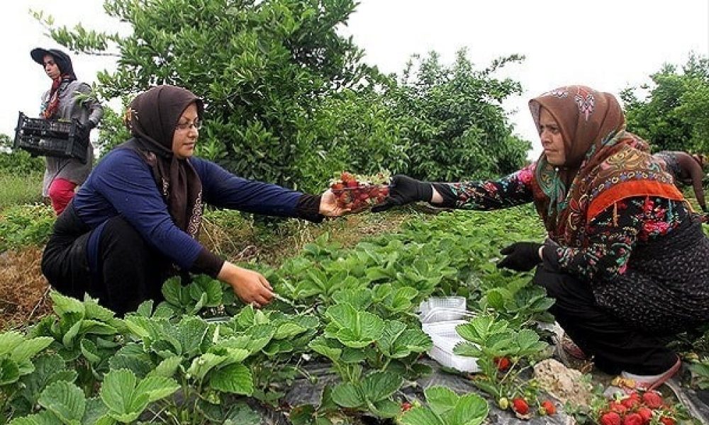 برداشت توت فرنگی چهار فصل در سمنان