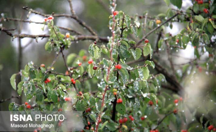 طبیعت زیبای جنگل رودبارک/گزارش تصویری/