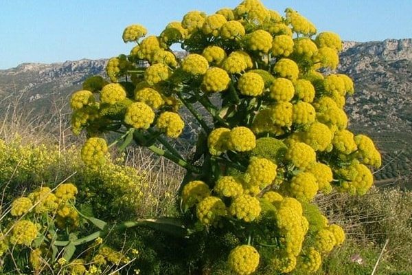 اجرای طرح احیای مراتع کوهستانی با باریجه در سمنان