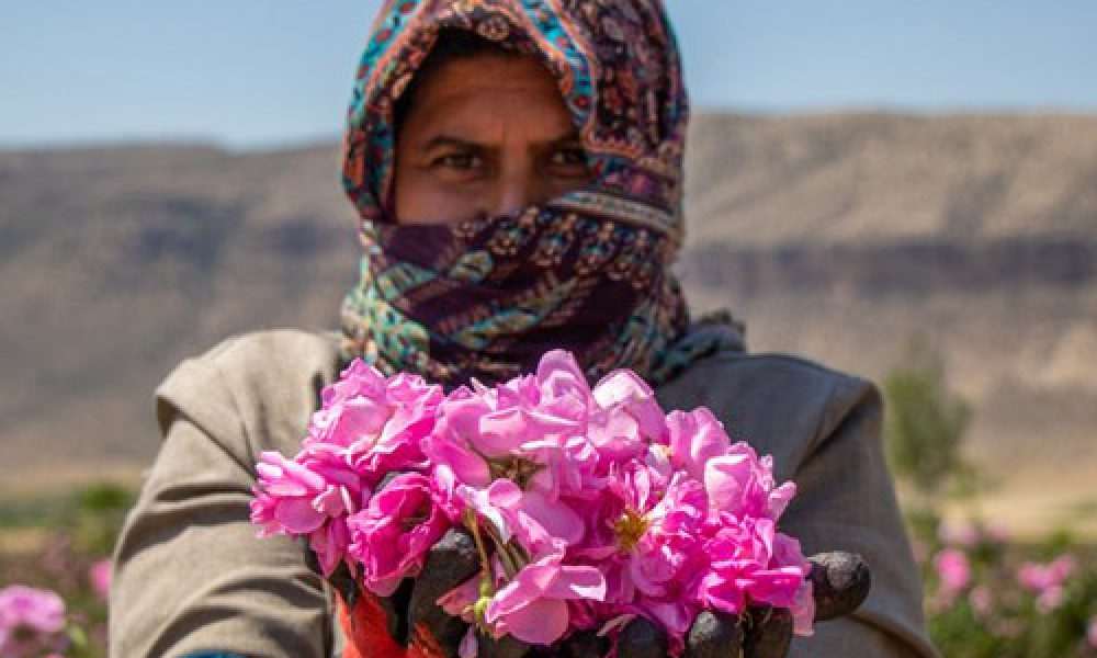 پیش‌بینی تولید ۶۵۰ تن گل محمدی در سمنان