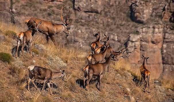 تاثیر مخرب خشکسالی و فرسایش بادی بر حیات وحش سمنان