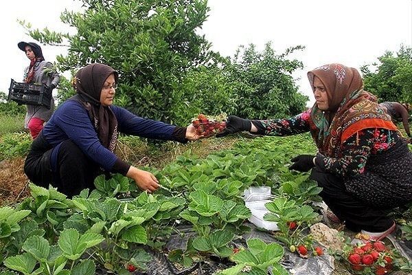 برداشت توت فرنگی چهار فصل در سمنان