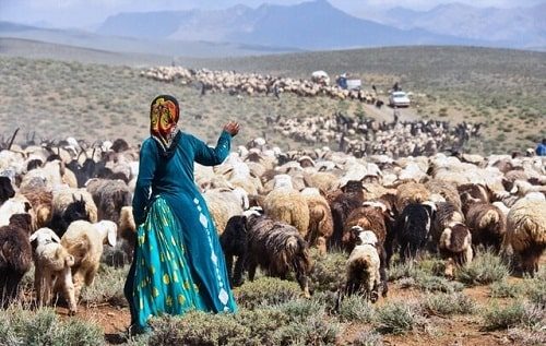 ۳۵۰ پنل خورشیدی در بین عشایر استان سمنان توزیع شد