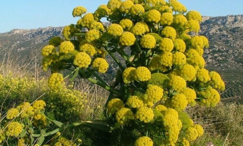 اجرای طرح احیای مراتع کوهستانی با باریجه در سمنان