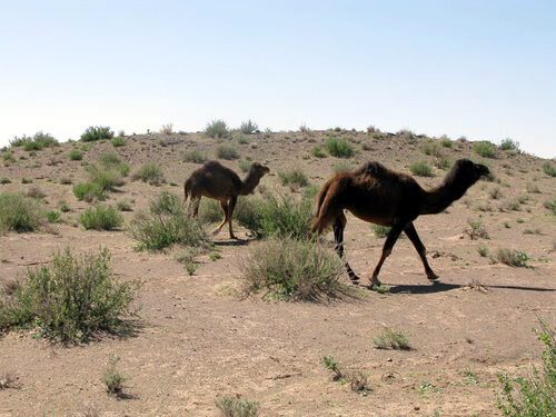 ایران و بهترین شرایط برای پرورش دام آینده جهان